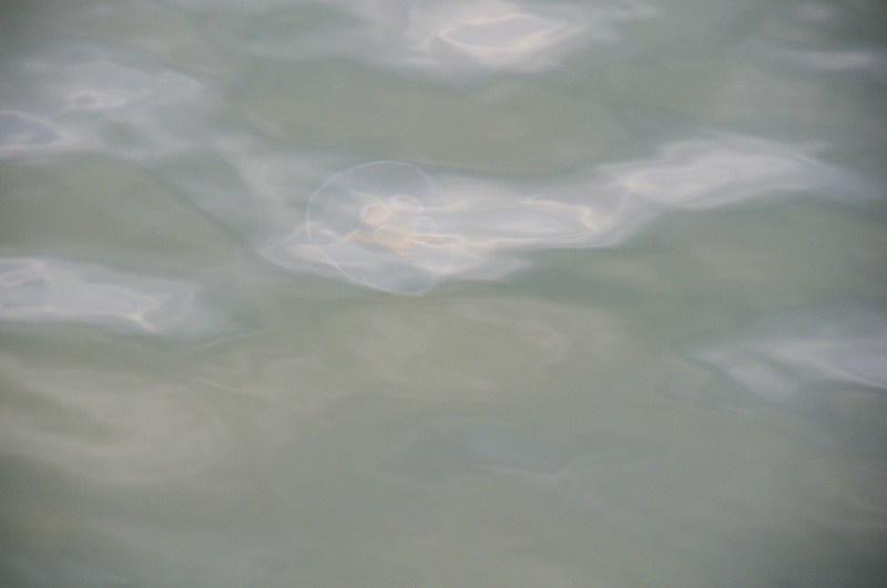 nk2013-06-16_6211.jpg