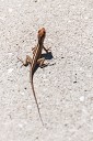 NK2014-03-25_8325-71.jpg