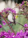 NK2014-03-25_8337-75.jpg