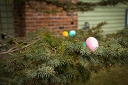 NK2015-04-03_10914.jpg