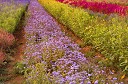NK2014-08-28_10680.jpg