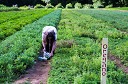 NK2014-08-28_10691.jpg