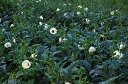NK2014-08-28_10699.jpg
