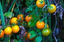 NK2014-08-28_10703.jpg