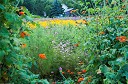 NK2014-08-28_10708.jpg