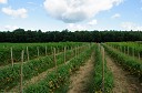 NK2014-08-28_10746.jpg