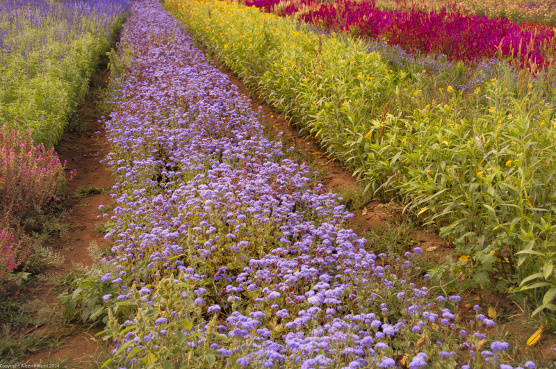nk2014-08-28_10680.jpg
