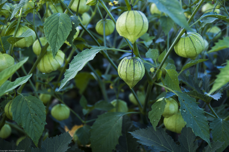 nk2014-08-28_10698.jpg