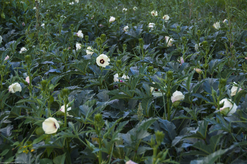 nk2014-08-28_10699.jpg