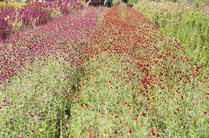 nk2014-08-28_10726.jpg