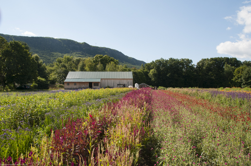nk2014-08-28_10733.jpg