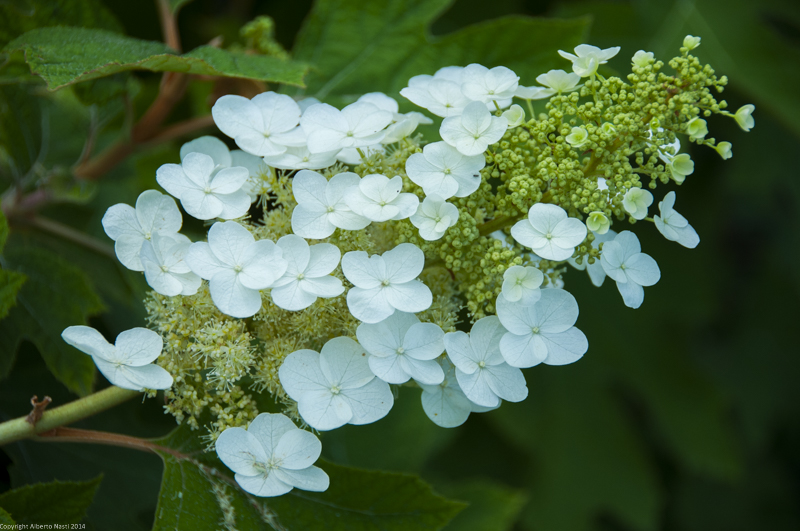 nk2014-08-28_10751.jpg