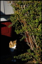 nk2007.11.17_37b