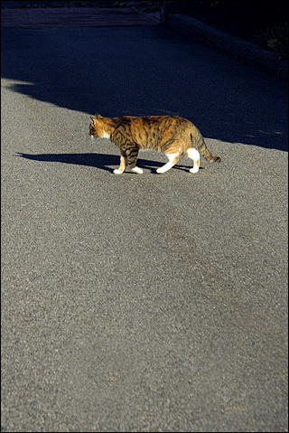 nk2007.11.17_35.jpg