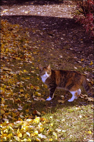 nk2007.11.17_40.jpg