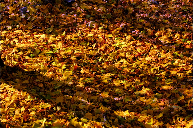 nk2007.11.18_21a.jpg