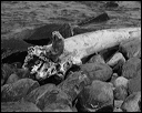 nk2007.09.03_69
