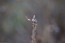 NK2014-04-30_8811-109.jpg
