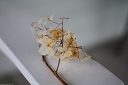 NK2014-04-30_8816-111.jpg