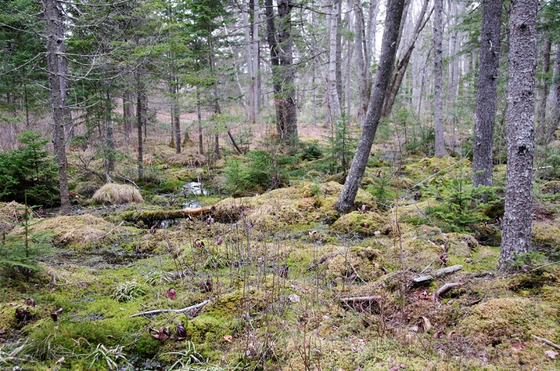 nk2014-04-28_8698-54.jpg