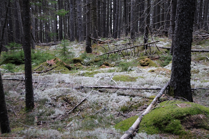 nk2014-04-29_8741-75.jpg