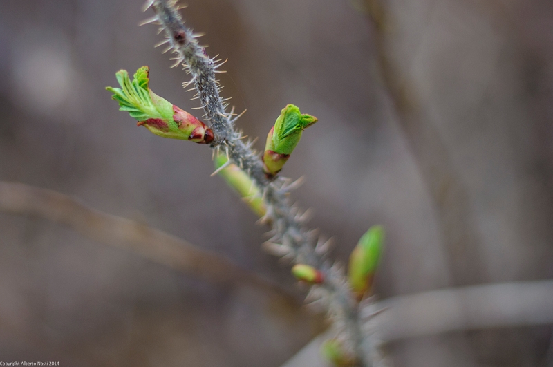 nk2014-04-30_8808-106.jpg