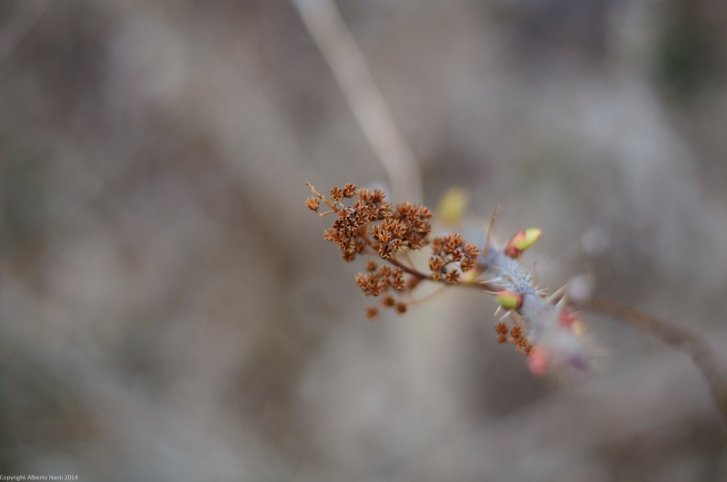 nk2014-04-30_8810-108.jpg