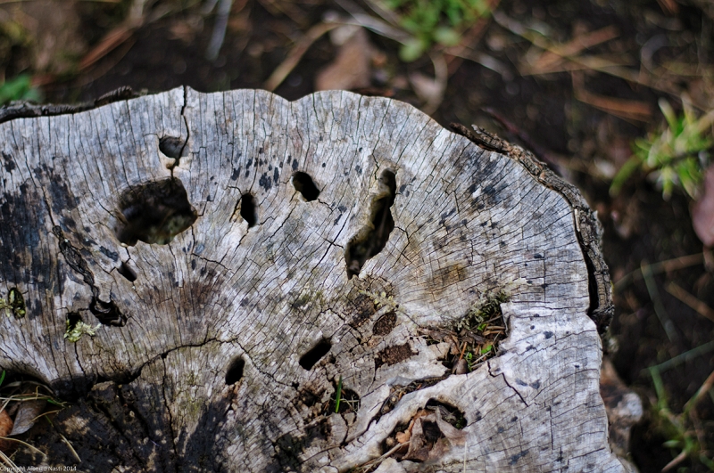 nk2014-04-30_8822-114.jpg